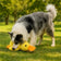 Squeaky Duck Dog Toy